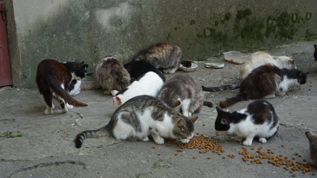 Colonia di gatti mangiano crocchette