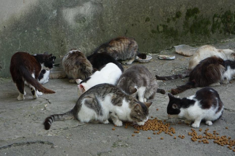 Colonia di gatti mentre mangiano crocchette